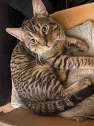 Lost Male Cat last seen sherbrooke, Edmonton, AB T5L 2X7