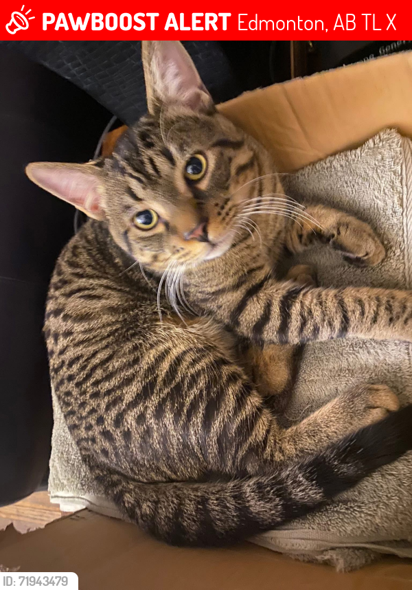 Lost Male Cat last seen sherbrooke, Edmonton, AB T5L 2X7