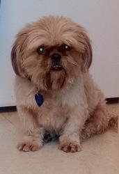 Lost Male Dog last seen Questa Dr, Algo Dulce, San Antonio, TX 78211