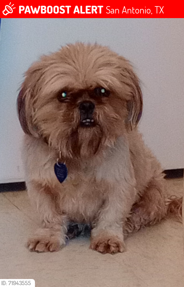 Lost Male Dog last seen Questa Dr, Algo Dulce, San Antonio, TX 78211