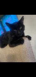 Lost Male Cat last seen Easy Michigan Ave / kings hwy , Kalamazoo, MI 49048