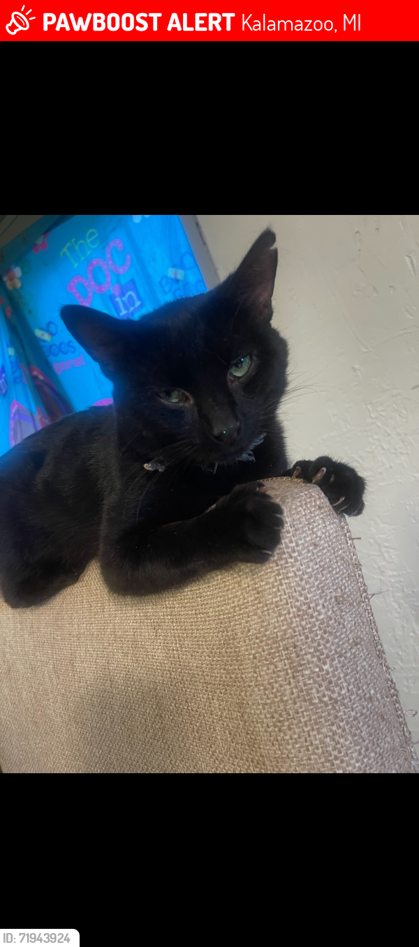 Lost Male Cat last seen Easy Michigan Ave / kings hwy , Kalamazoo, MI 49048