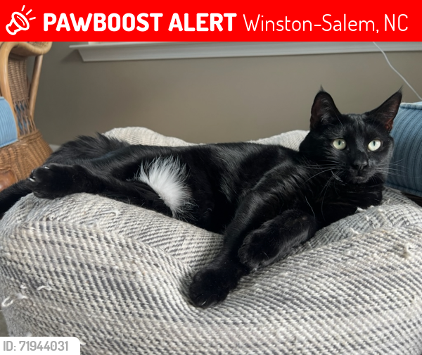 Lost Female Cat last seen Crestwell Cove ct with possible sighting around little creek greenway , Winston-Salem, NC 27103