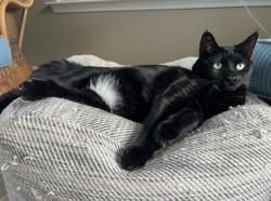 Lost Female Cat last seen Crestwell Cove ct with possible sighting around little creek greenway , Winston-Salem, NC 27103