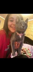 Lost Female Cat last seen Comstock community center area, Kalamazoo, MI 49048