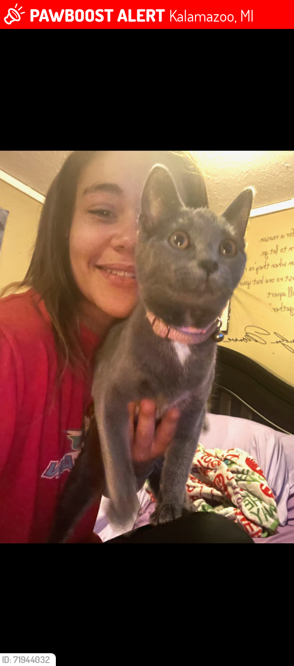 Lost Female Cat last seen Comstock community center area, Kalamazoo, MI 49048