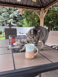 Lost Male Cat last seen Albany Avenue/New York Avenue , Lindenhurst, NY 11757