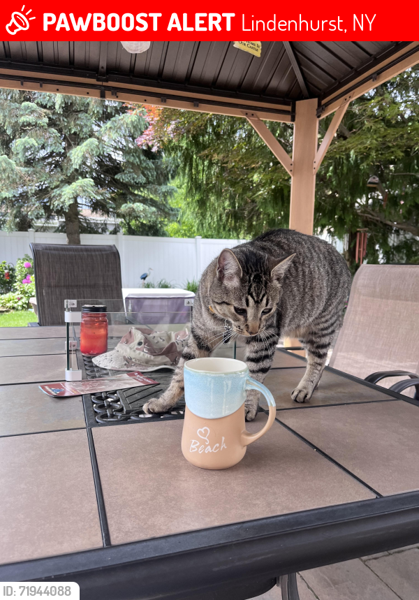 Lost Male Cat last seen Albany Avenue/New York Avenue , Lindenhurst, NY 11757