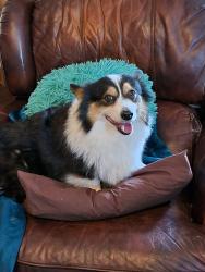 Lost Female Dog last seen Hwy 242, Conroe, TX 77301