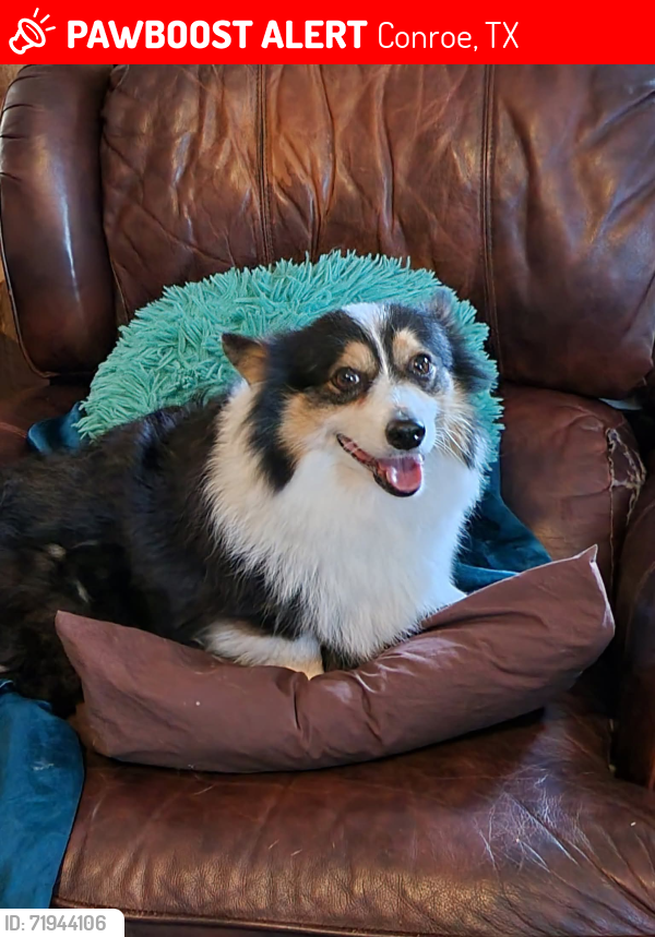 Lost Female Dog last seen Hwy 242, Conroe, TX 77301