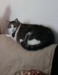 Lost Male Cat last seen Near East 28th St, Erie, PA 16504 and Holland Street, Erie, PA  16504, Erie, PA 16504