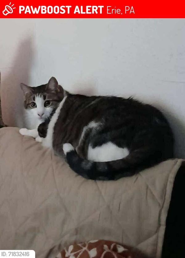 Lost Male Cat last seen Near East 28th St, Erie, PA 16504 and Holland Street, Erie, PA  16504, Erie, PA 16504