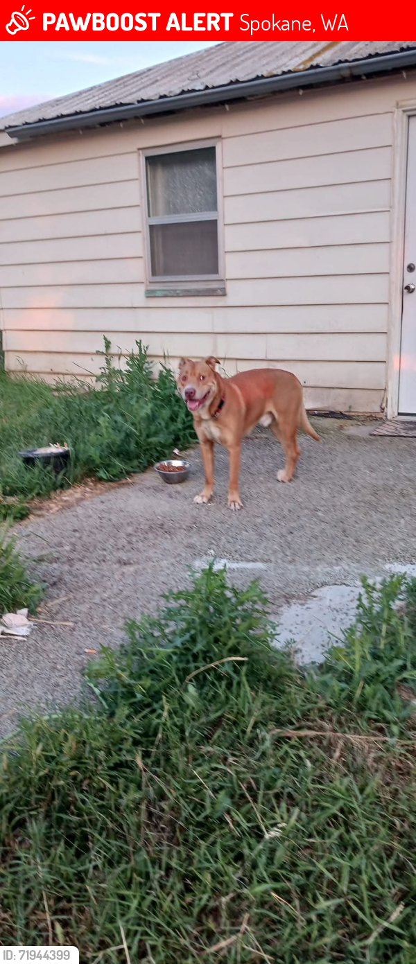 Lost Male Dog last seen Spofford and Madison ave, Spokane, WA 99205