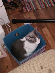 Lost Male Cat last seen Near center point road ne, Cedar Rapids, IA 52402