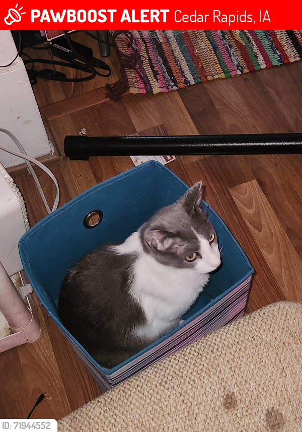 Lost Male Cat last seen Near center point road ne, Cedar Rapids, IA 52402