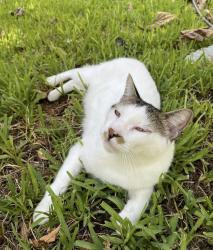 Lost Male Cat last seen QT on Roaring Springs Rd, Westworth Village, TX 76114