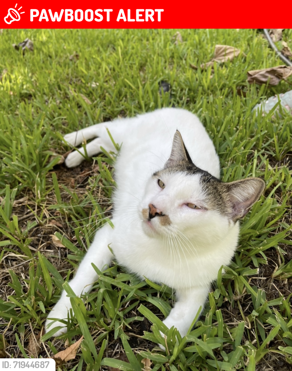 Lost Male Cat last seen QT on Roaring Springs Rd, Westworth Village, TX 76114