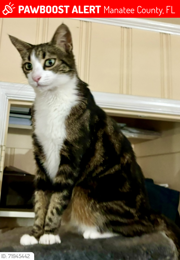 Lost Female Cat last seen 8th Ave Dr West and 51st St W , Manatee County, FL 34209