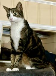 Lost Female Cat last seen 8th Ave Dr West and 51st St W , Manatee County, FL 34209