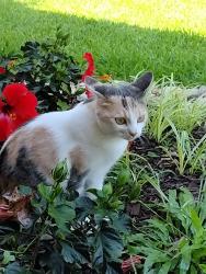 Lost Female Cat last seen Boca Raton Blvd., Fort Worth, TX 76112
