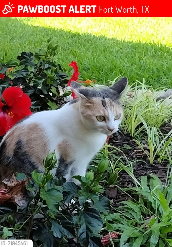 Lost Female Cat last seen Boca Raton Blvd., Fort Worth, TX 76112