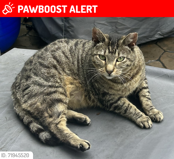 Lost Female Cat last seen Kellinger Road and Pleasantview Road Lewisberry PA, Fairview Township, PA 17339