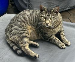 Lost Female Cat last seen Kellinger Road and Pleasantview Road Lewisberry PA, Fairview Township, PA 17339