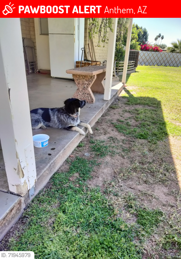 Lost Female Dog last seen Honda Bow & Central (close to Anthem), Anthem, AZ 85086