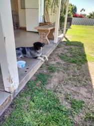 Lost Female Dog last seen Honda Bow & Central (close to Anthem), Anthem, AZ 85086