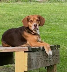 Lost Male Dog last seen Food lion, Longs, SC 29568