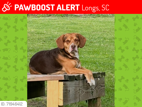 Lost Male Dog last seen Food lion, Longs, SC 29568