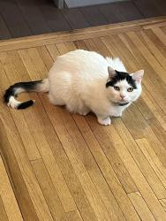 Lost Male Cat last seen Pinewood elementary school, Mounds View, MN 55112