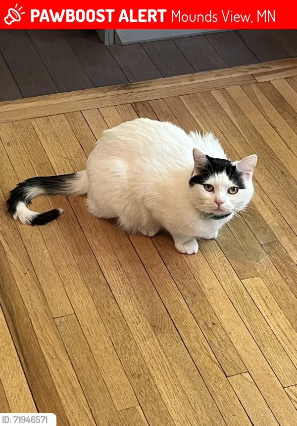 Lost Male Cat last seen Pinewood elementary school, Mounds View, MN 55112