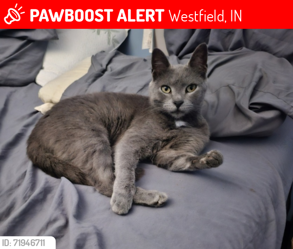 Lost Female Cat last seen Savannah lane and East street Westfield,IN 46074, Westfield, IN 46074