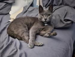 Lost Female Cat last seen Savannah lane and East street Westfield,IN 46074, Westfield, IN 46074