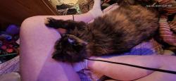 Lost Female Cat last seen N Pikes peak Ave Florence, Florence, CO 81226