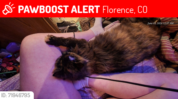 Lost Female Cat last seen N Pikes peak Ave Florence, Florence, CO 81226