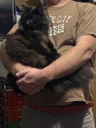 Lost Male Cat last seen Grawn 49637, Grawn, MI 49637