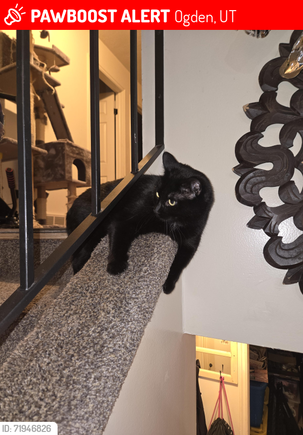 Lost Female Cat last seen Near 900 S Gramercy avenue, Ogden, UT 84401