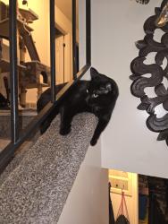 Lost Female Cat last seen Near 900 S Gramercy avenue, Ogden, UT 84401