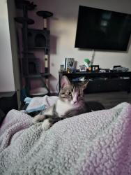 Lost Male Cat last seen Simms snd bowles in West Meadows neighborhood, Littleton, CO 80127