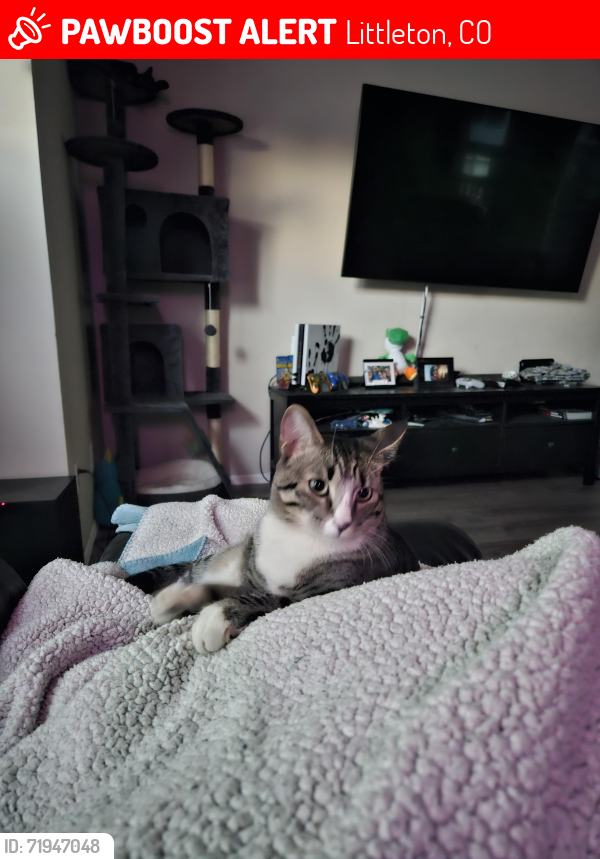 Lost Male Cat last seen Simms snd bowles in West Meadows neighborhood, Littleton, CO 80127