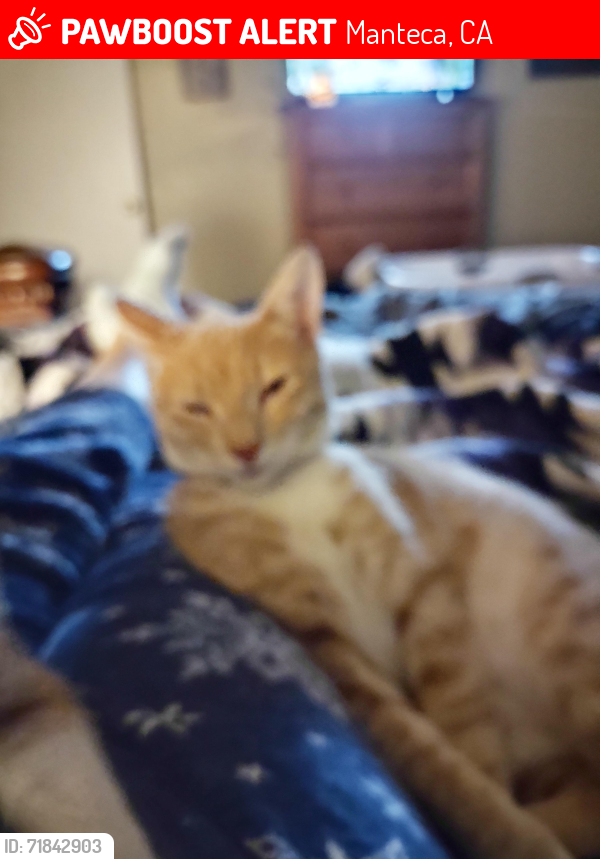 Lost Male Cat last seen Scenic place behind dog park , Manteca, CA 95337