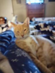 Lost Male Cat last seen Scenic place behind dog park , Manteca, CA 95337