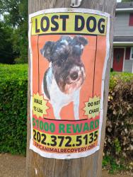 Lost Male Dog last seen Hagins St and Moore St, Rock Hill, SC 29730