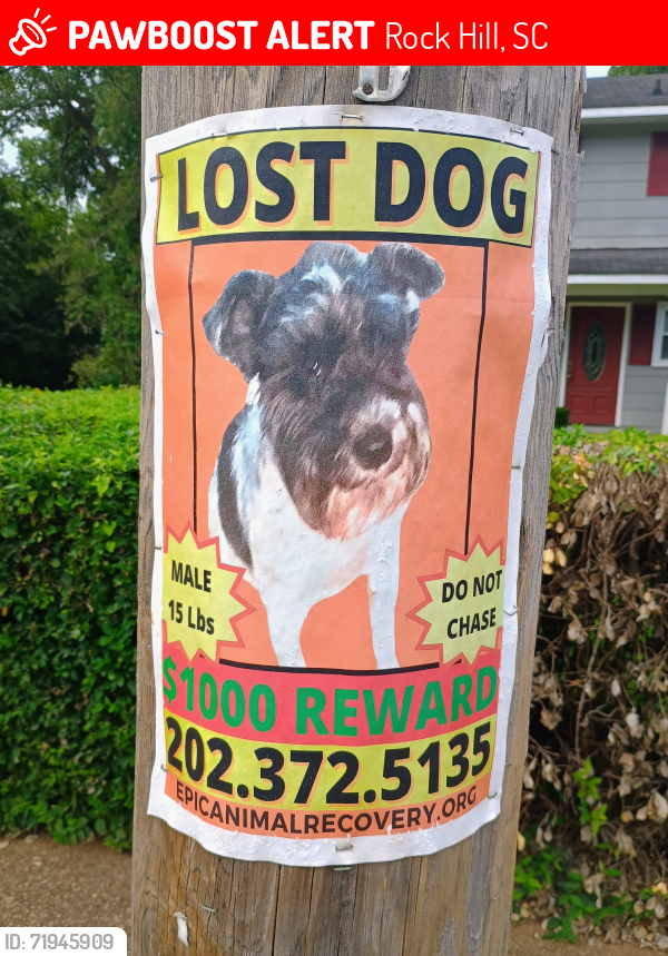 Lost Male Dog last seen Hagins St and Moore St, Rock Hill, SC 29730