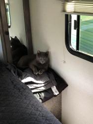 Lost Male Cat last seen 25/70, Del Rio, TN 37727