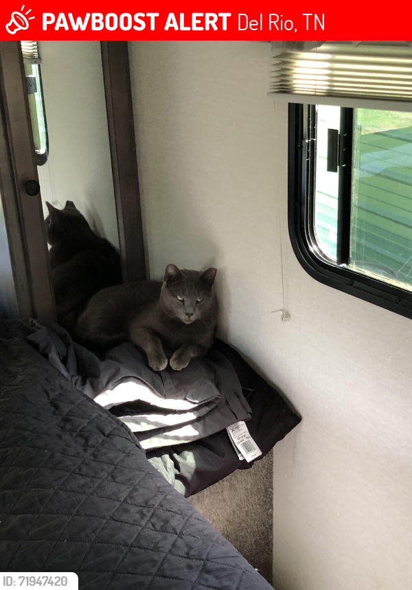 Lost Male Cat last seen 25/70, Del Rio, TN 37727