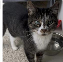 Lost Female Cat last seen Union St, Chili, NY 14514
