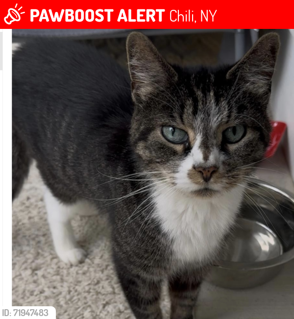 Lost Female Cat last seen Union St, Chili, NY 14514